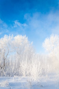 in Rime'ı ile kaplı ağaçlar