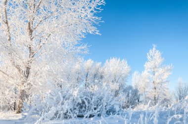 in Rime'ı ile kaplı ağaçlar