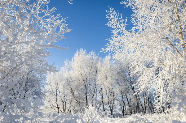 Alberi coperti di rima — Foto Stock