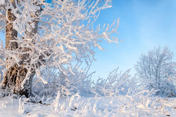 Träd täckta med rimfrost — Stockfoto