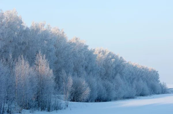 Träd täckta med rimfrost — Stockfoto