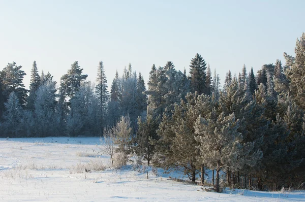 树木覆盖着霜 — 图库照片