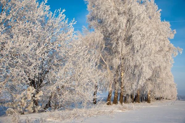 Alberi coperti di rima — Foto Stock