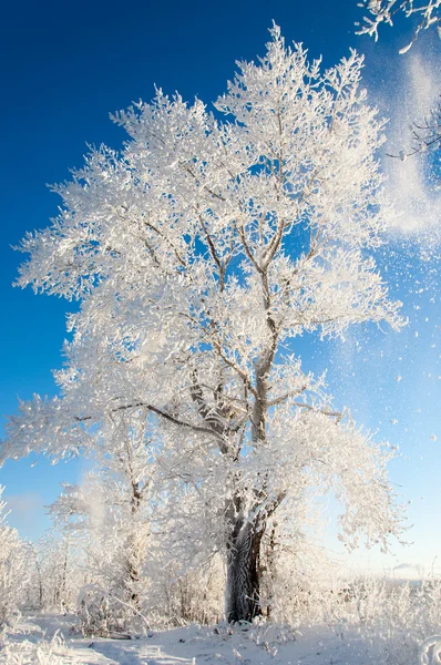 Arbres couverts de rime — Photo