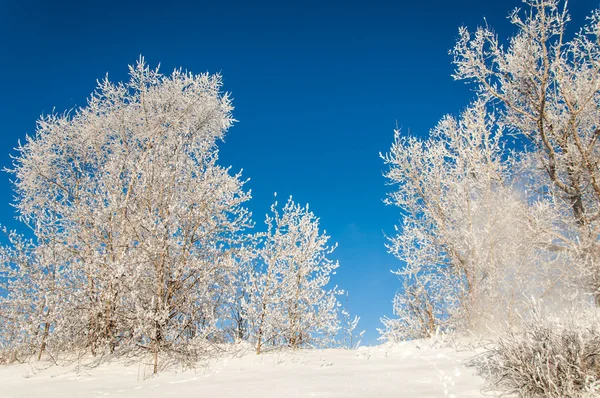 Arbres couverts de rime — Photo