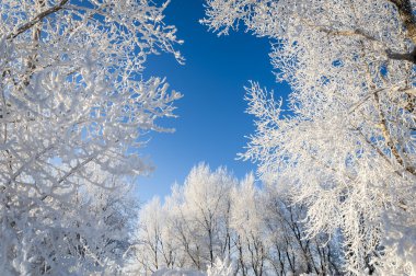 in Rime'ı ile kaplı ağaçlar