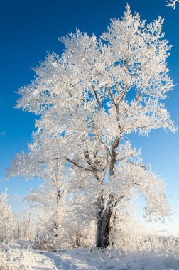 in Rime'ı ile kaplı ağaçlar
