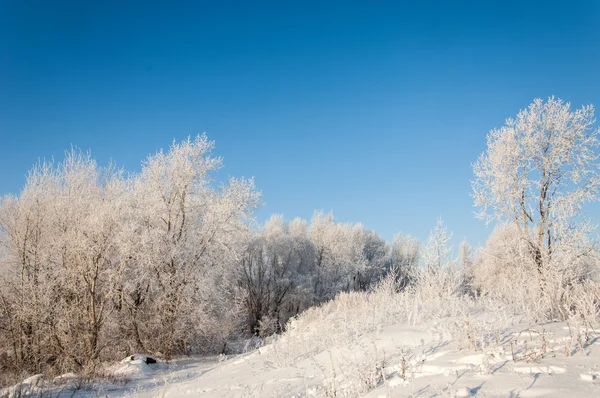 In Rime'ı ile kaplı ağaçlar — Stok fotoğraf