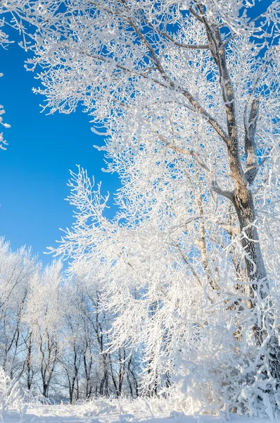 Alberi coperti di rima — Foto Stock