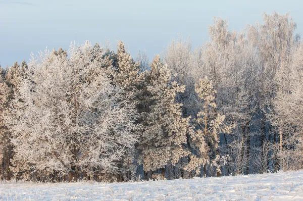 Träd täckta med rimfrost — Stockfoto