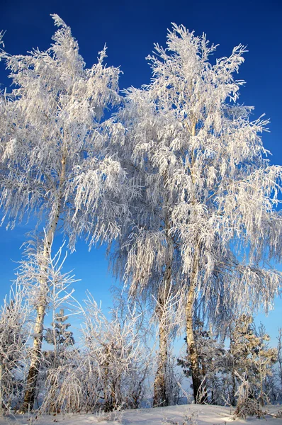 Träd täckta med rimfrost — Stockfoto