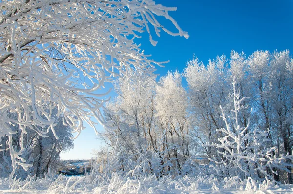 In Rime'ı ile kaplı ağaçlar — Stok fotoğraf