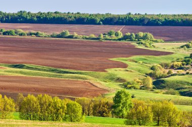 Bahar ağacı yaprakları olmadan