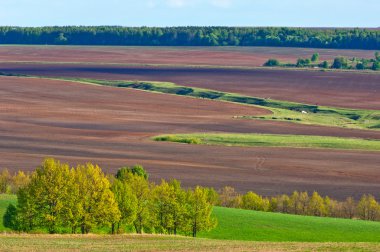Bahar ağacı yaprakları olmadan