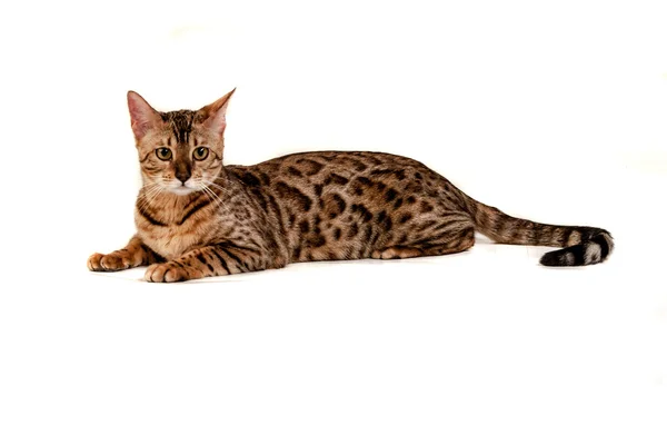 Gato leopardo — Foto de Stock