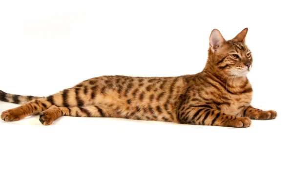 Gato leopardo — Foto de Stock