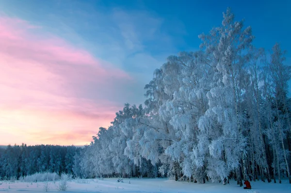 Arbres couverts de rime — Photo