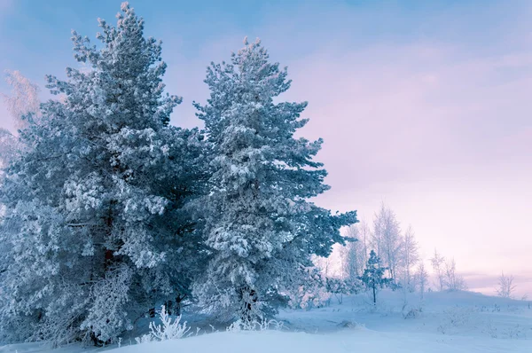 Bomen bedekt met rime — Stockfoto