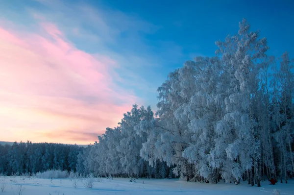 Alberi coperti di rima — Foto Stock