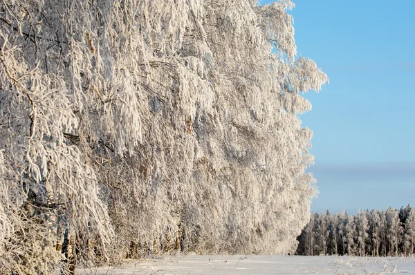 Arbres couverts de rime — Photo