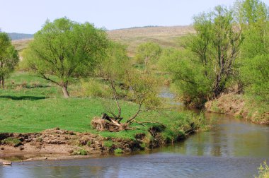 Willow, hasır, soluk