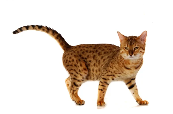 สตูดิโอแมว — ภาพถ่ายสต็อก