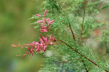 Tamarix