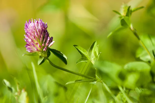 Spring, — Stock Photo, Image