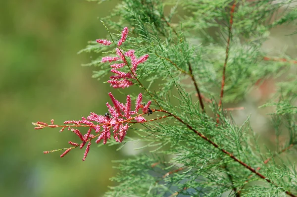 Tamarix — Foto Stock