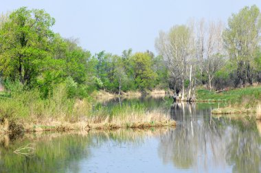 Willow, hasır, soluk