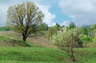 Willow, hasır, soluk