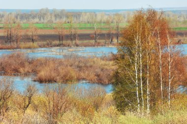 Willow, hasır, soluk