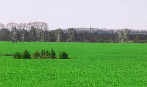 Willow, vrbové proutí, nažloutlou — Stock fotografie