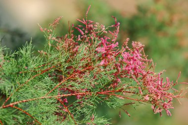 Tamarix