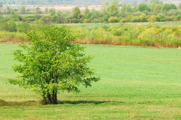 Willow, vrbové proutí, nažloutlou — Stock fotografie