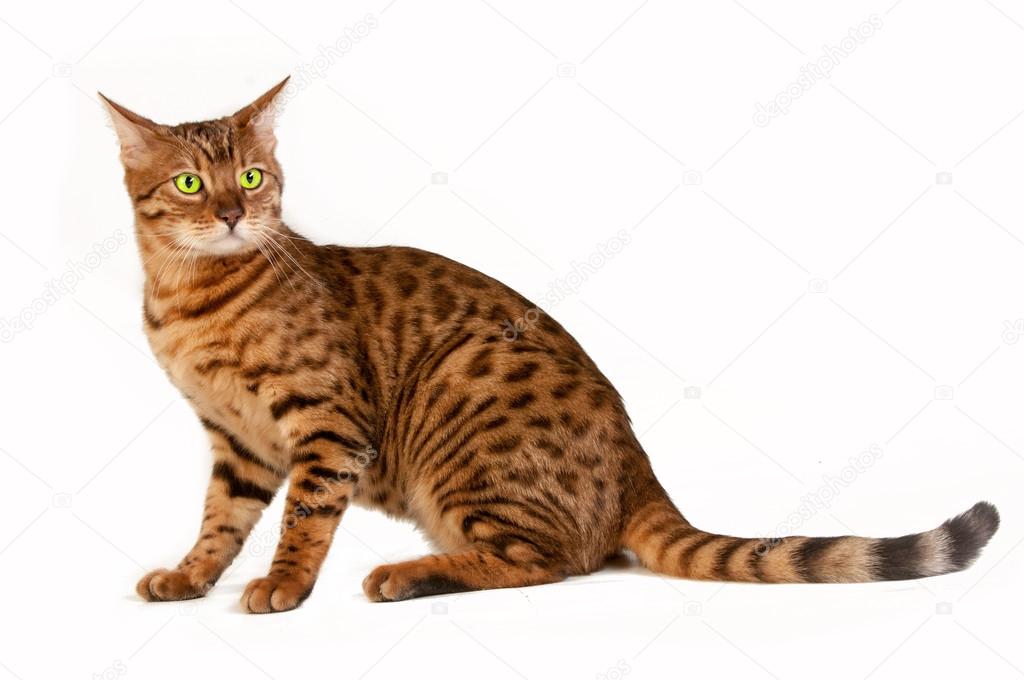 leopard cat breeds, photographed