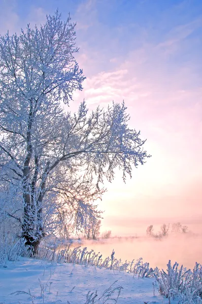 Floden vinter — Stockfoto