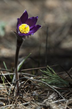 Pulsatilla