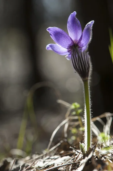 Pulsatilla — Stock Photo, Image