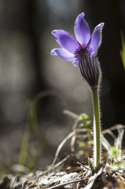 Pulsatilla