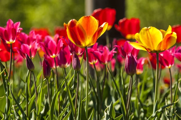 Tulip with bokeh. — Stock Photo, Image