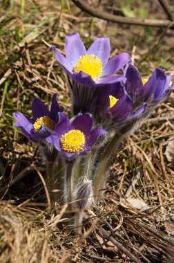 Pulsatilla