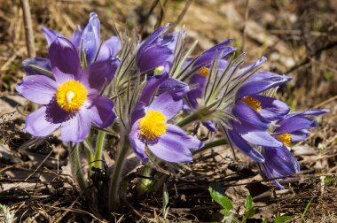 Pulsatilla