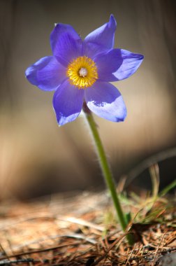 Pulsatilla