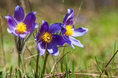 Pulsatilla