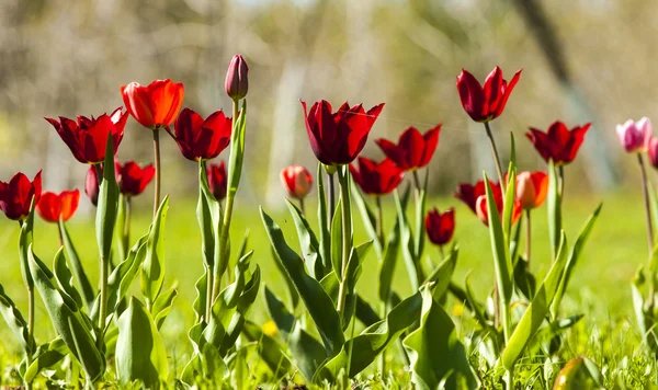 Tulip with bokeh. — Stock Photo, Image