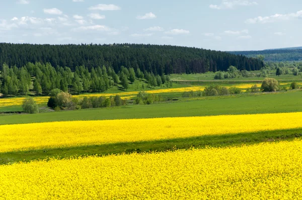 Gele veld koolzaad in bloei — Stockfoto