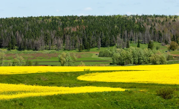Желтое поле рапса в цвету — стоковое фото