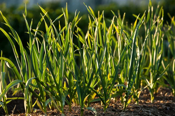 지상에서 성장 하는 마늘 — 스톡 사진