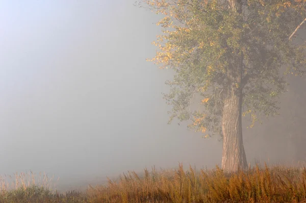 Осень — стоковое фото